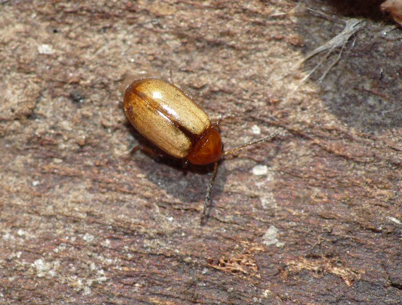 Piccolo Chrysomelidae: Hermaeophaga ruficollis